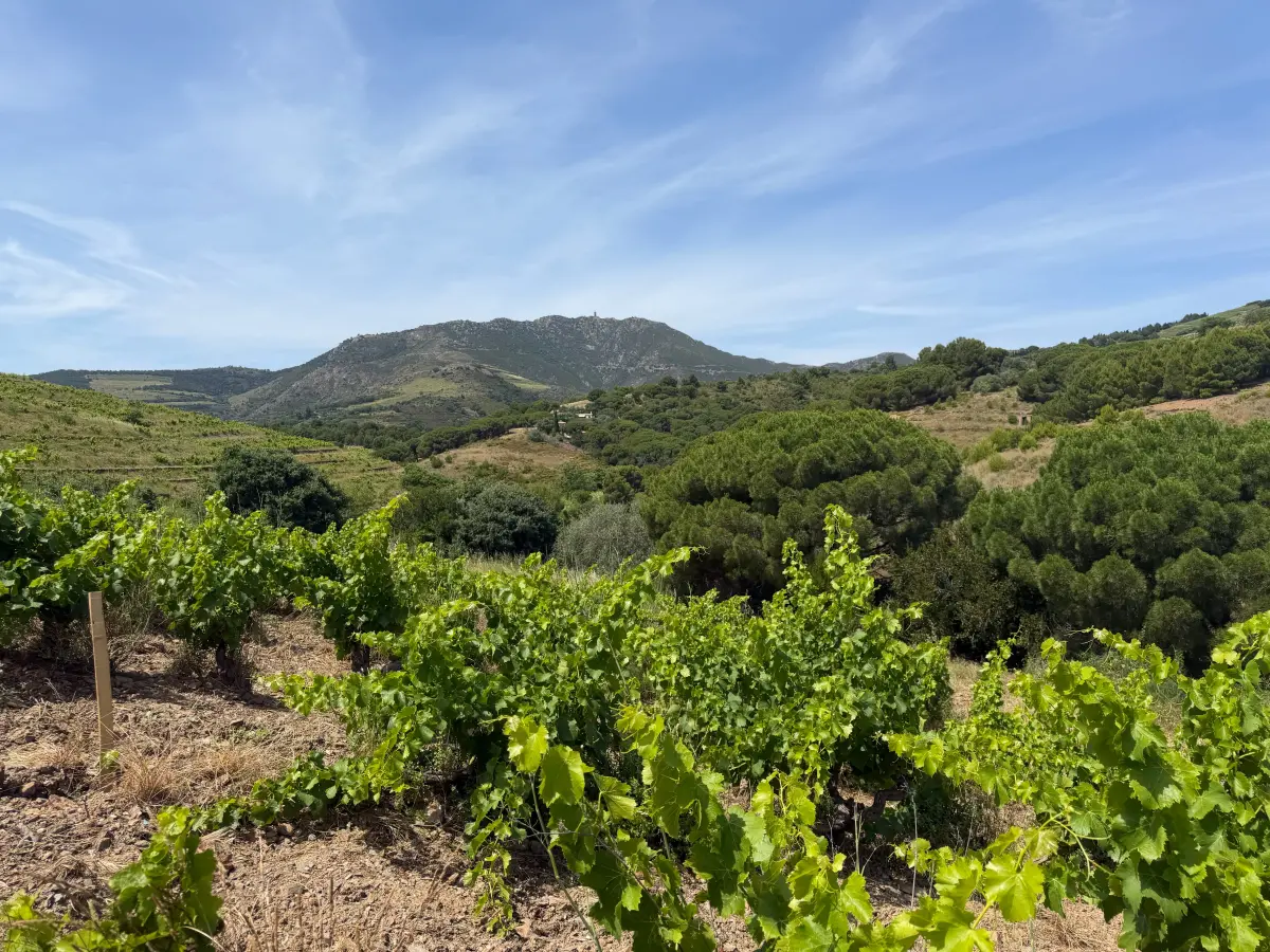 EVJF / EVG au cœur des vignes face à la baie de Paulilles
