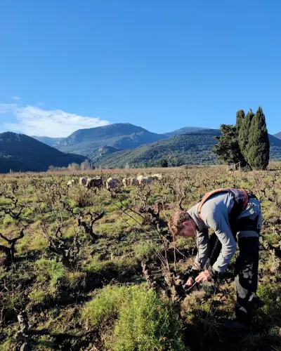 Balade dans les vignes et Dégustation au Domaine L'Argiope