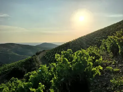 Paseo por las vides y cata en el Domaine de la Casa Blanca - Nénu
