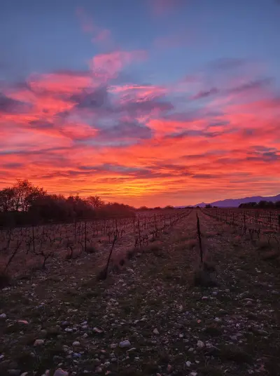 Visita a la bodega y cata en el Domaine La Beille