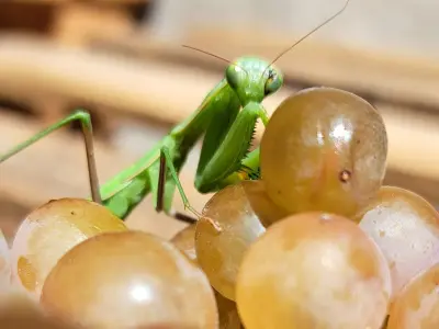 Visita a la bodega y cata de 7 vinos en Domaine Amistat