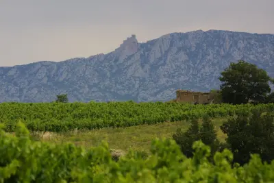 Cata en la finca, visita a los viñedos y a la bodega en Cassagnes
