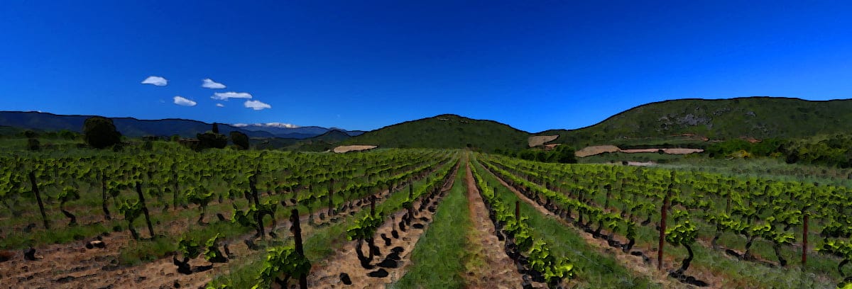 Vignoble écologique de Latour-de-France, expérience des randonnées viticoles écologiques catalanes avec Viny'aqui.